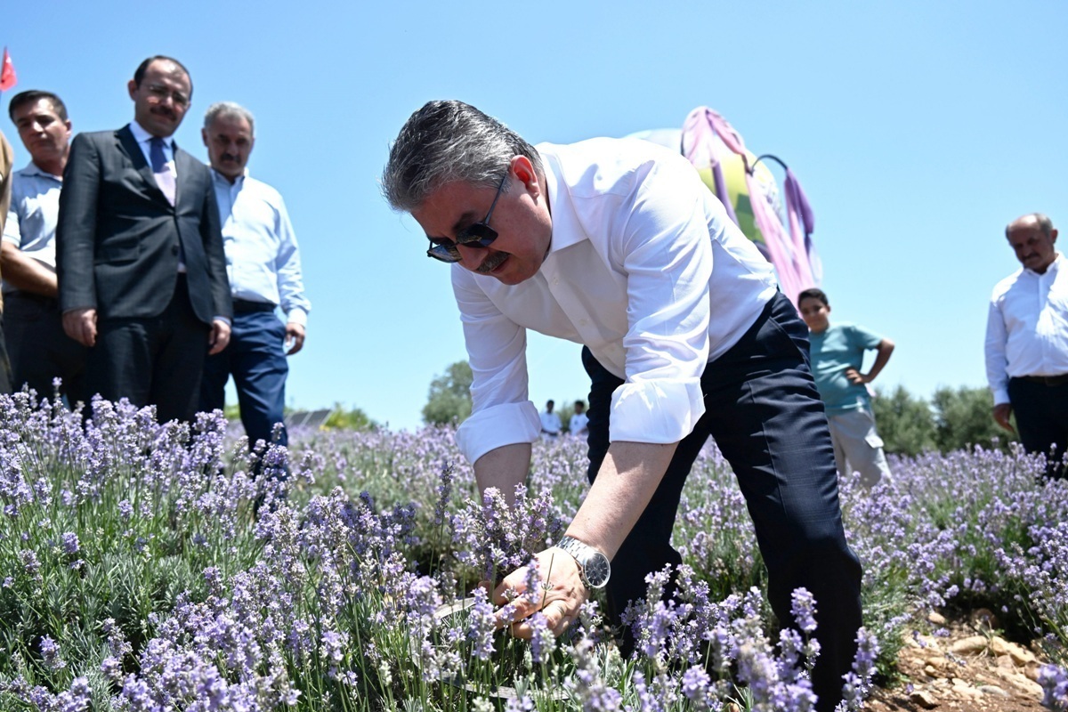 Kadirli İlçemizin Bekereci Köyünde Düzenlenen Lavanta Festivali Yapıldı