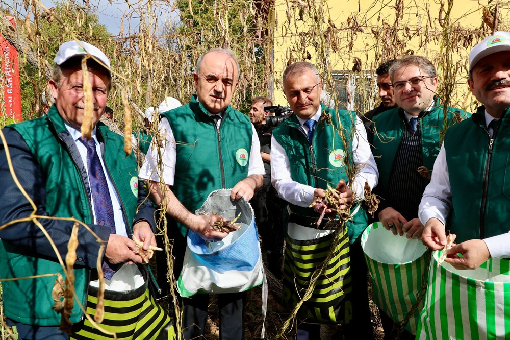 Vali Erol, Akkuş İlçemizde Şeker Fasulyesi Hasat Törenine Katıldı