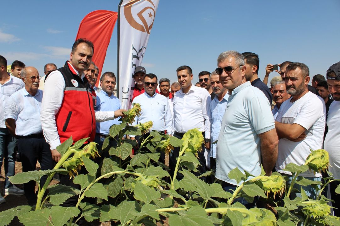 Yağlık Ayçiçeği Tarlasında “Tarla Günü Etkinliği” Düzenlendi