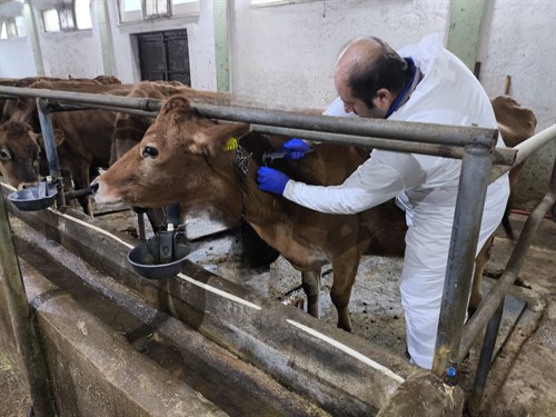 Giresun’da Hastalıktan Ari İşletmelerin Sayısı Artıyor