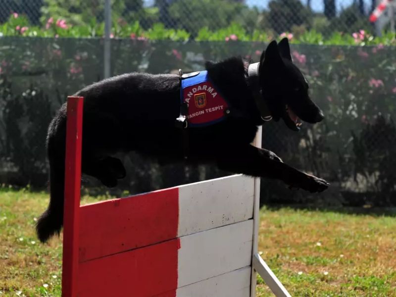 Yangın Tespitinde Jandarma Köpeği 'Bronz', Yangınların Çıkış Noktasını Tespit Ederek, Şüpheli Durumların Olup Olmadığını Ortaya Çıkarıyor