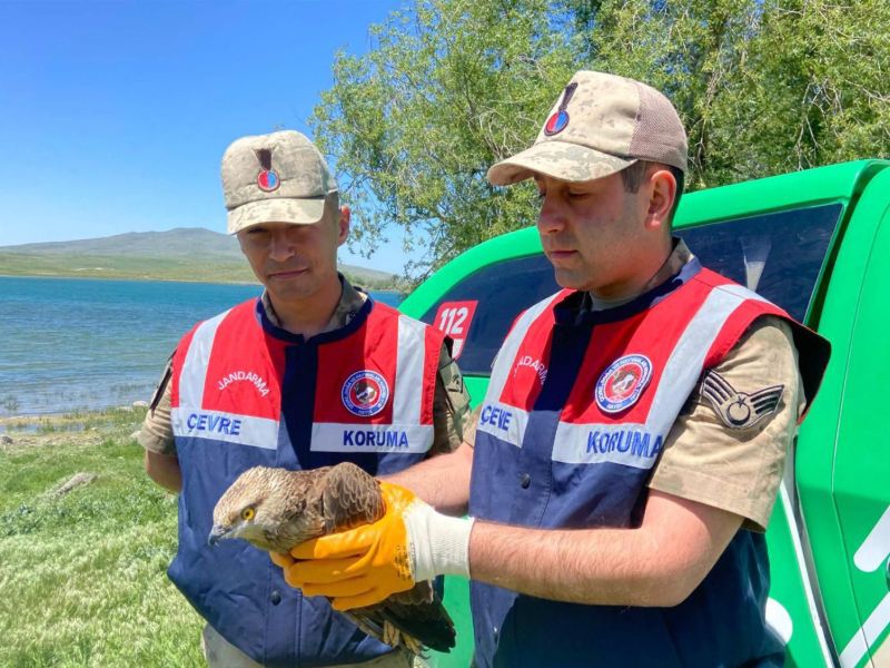 Doğanın Sessiz Canlarına Jandarma Şefkati; Jandarma Ekipleri Yaralı Yaban Hayvanlarını Unutmadı