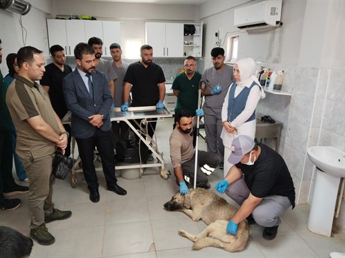 Sahipsiz Hayvanlar İle İlgili Çalışmalar Devam Ediyor