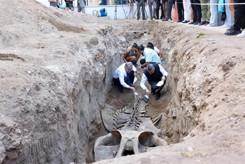 VALİMİZ SAYIN ATİLLA TOROS, FİN BALİNASI İSKELETİNİN BİLİMSEL KAZI İLE TOPRAKTAN ÇIKARILMASI PROGRAMINA KATILDI