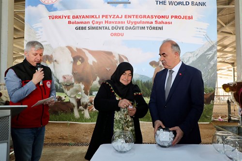 TULIP Projesi Kapsamında Gebe Simental Düve Dağıtım Yapıldı