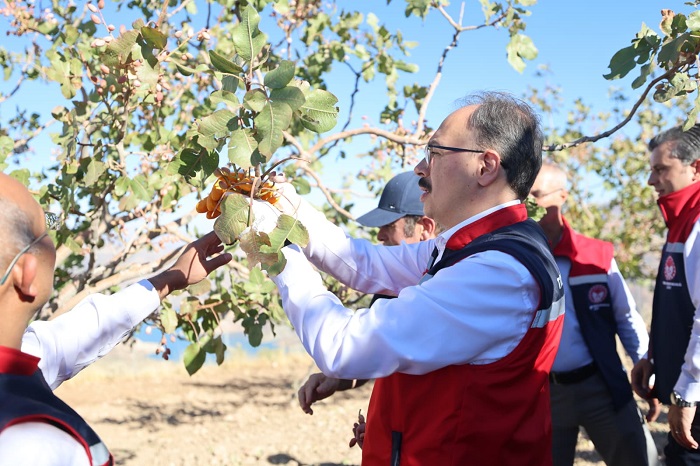 Siirt Fıstığı Doğa ve Kültür Festivali, Coğrafi İşaret Tesciliyle Taçlandı
