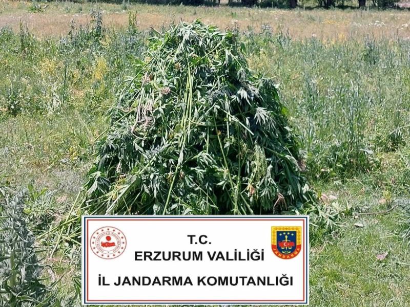 Horasan’da Uyuşturucu Operasyonu: 867 Kök Kenevir Ele Geçirildi