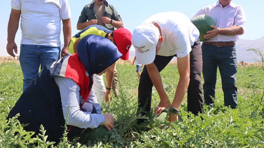 Volkanik Toprakların Eşsiz Lezzeti: "Ortaoba Karpuzu" Hasadı Yapıldı