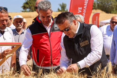 TARIM ŞEHRİ BİLECİK’TE BUĞDAY HASADI BAŞLADI