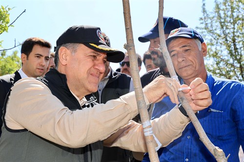 Genç İlçemizde Menengiç Ağaçları Fıstığa Dönüşüyor
