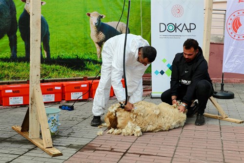 Koyun Yetiştiricilerine Şaftlı Kırkım Makinesi Dağıtımı Yapıldı