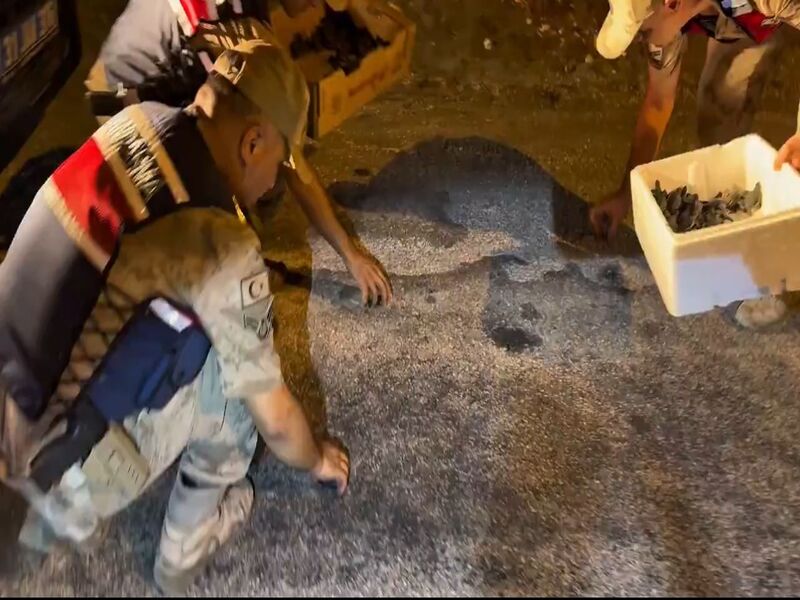 Hatay’da Jandarma Ekiplerinden Doğaya Destek: Yönünü Kaybeden 592 Caretta Caretta Yavruları Jandarma Sayesinde Güvenli Şekilde Denize Ulaştırıldı