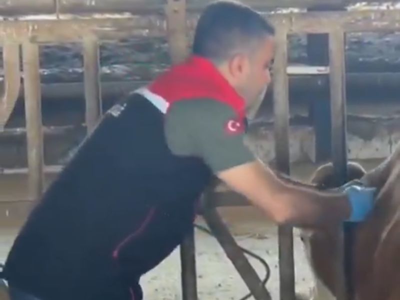 Erzurum’da Şap Hastalığına Karşı Aşılama Çalışmaları Sürüyor