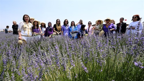 LAVANTA HASAT VE SANAT GÜNLERİ’NDE İKİNCİ GÜN: LAVANTEPE’DE SANAT VE ŞİFA BULUŞMASI