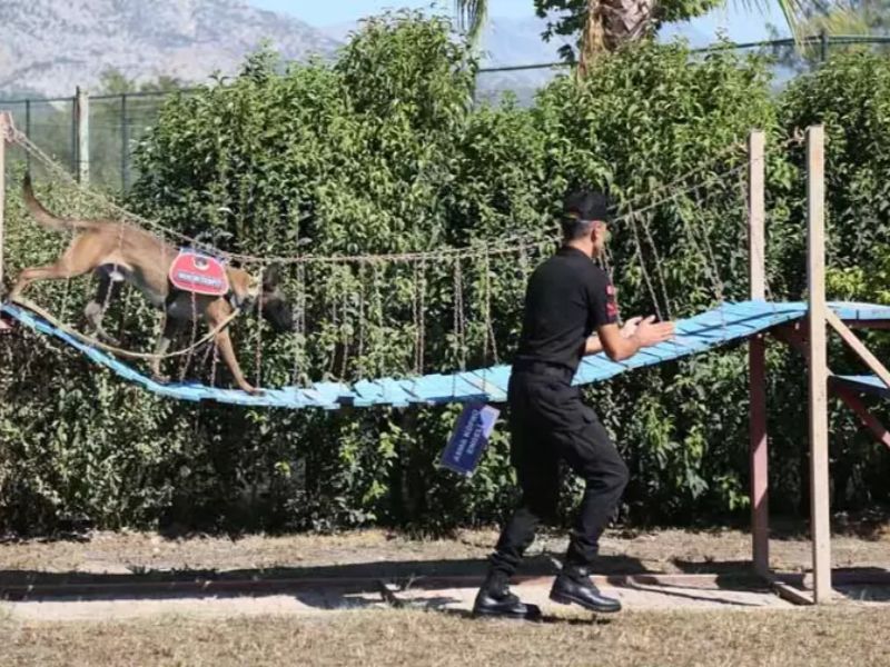 Jandarma Köpeği 'Hane', Orman Yangınlarında Kundaklama Tespitinde Görev Yapıyor