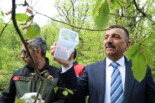 Zonguldak’ta Kestane Gal Arısına Karşı Biyolojik Mücadele Devam Ediyor