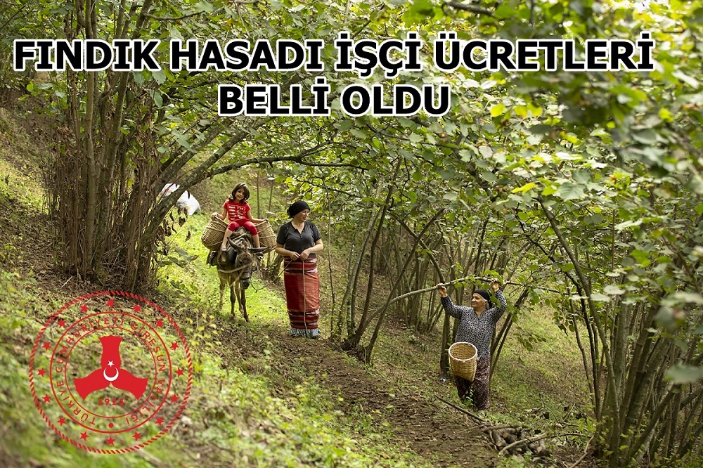Giresun’da 2025 Fındık Hasadı İçin İşçi ve Patoz Ücretleri Belirlendi