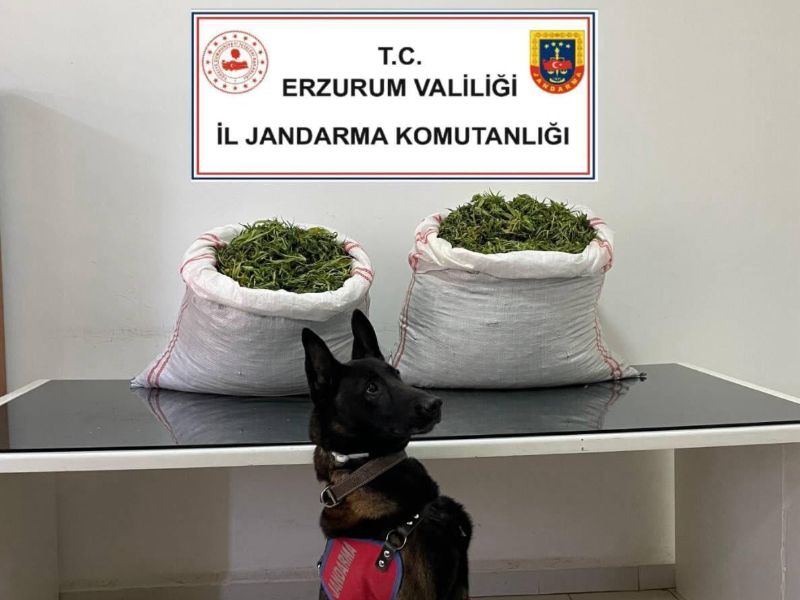 Pasinler’de Narkotik Operasyonu: 32 Kg Kubar Esrar Ele Geçirildi