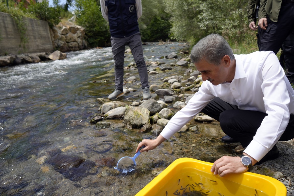 Valimiz Aydın Baruş Torul Çit Deresi’nde Düzenlenen Alabalık Salımı Programına Katıldı