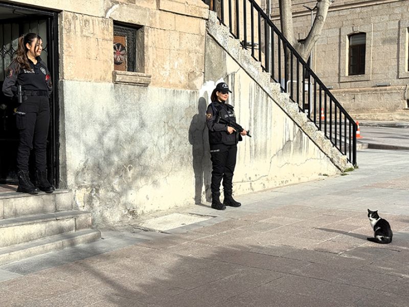 Çevik Kuvvet Noktasının Maskotu Kedi, Polisleri Nöbette de Yalnız Bırakmıyor