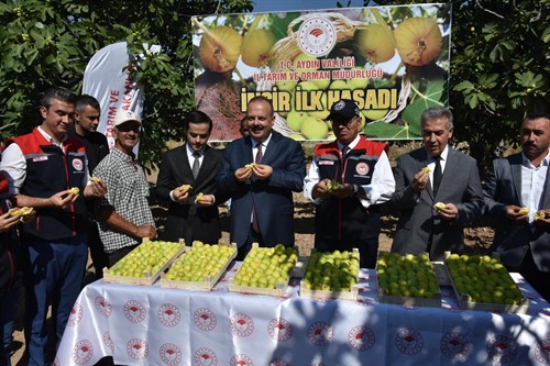 Valimiz Yakup Canbolat İncir Hasadına Katıldı