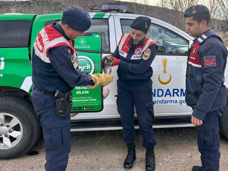 Jandarma, Yaralı Baykuşa Elleriyle Su Verdi