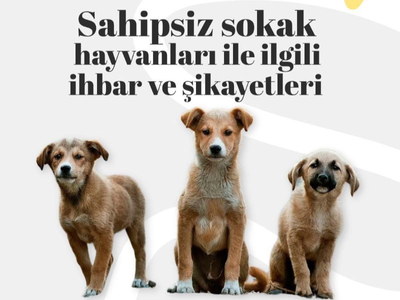 Sahipsiz Sokak Hayvanlarına Yönelik İhbarlar 112 Acil Çağrı Merkezi Üzerinden Alınacak