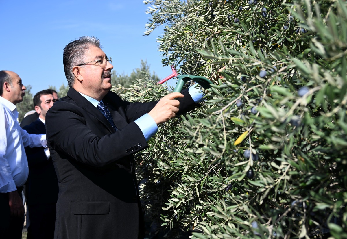 Vali Dr. Erdinç Yılmaz, Akyar Mahallesinde düzenlenen Zeytin Hasadına Katıldı