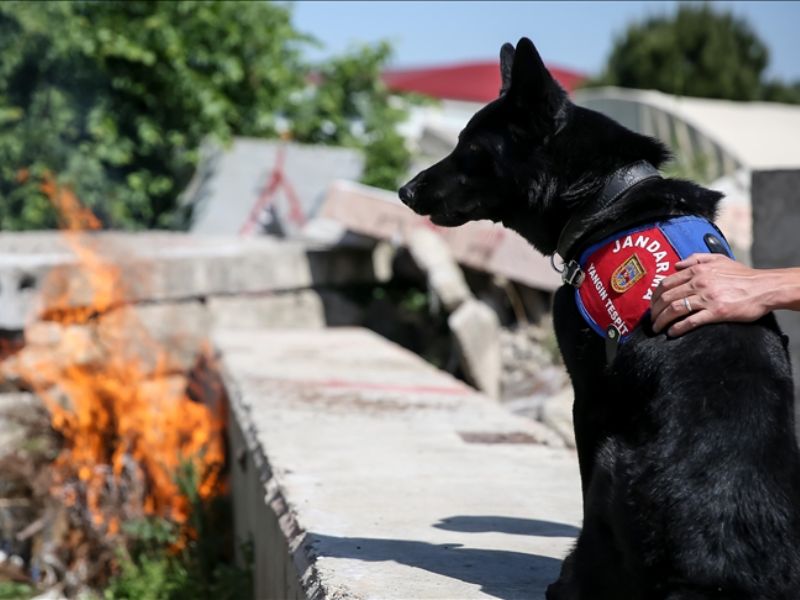 Yangın Tespit Köpeği "Bronz", Şüpheli Yangınların Aydınlatılmasına Katkı Sağlıyor