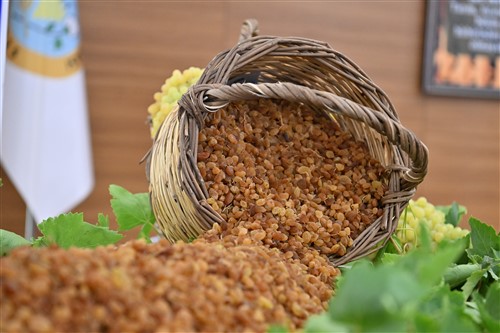 Manisa’da Sultani Çekirdeksiz Üzüm Sezonu Açıldı 
